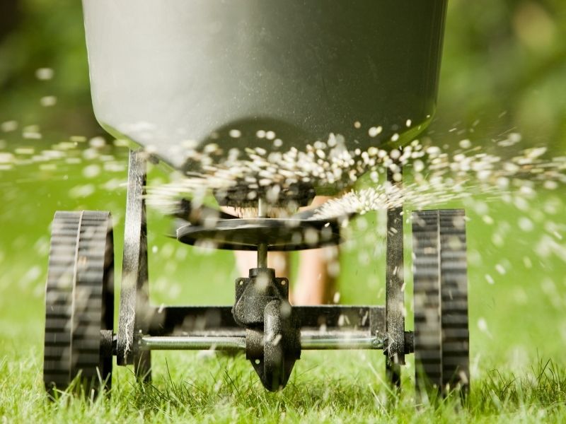 Fertilization of green lawn