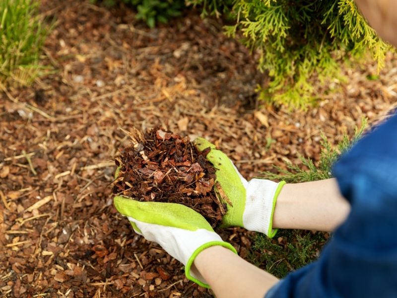 Two hands holding mulch on mulch bed