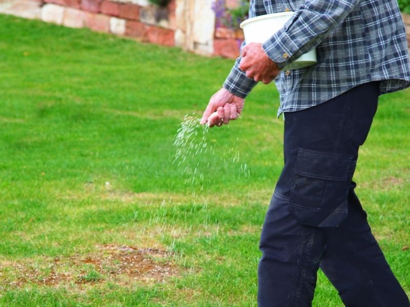 Man carrying seeds to overseed lawn